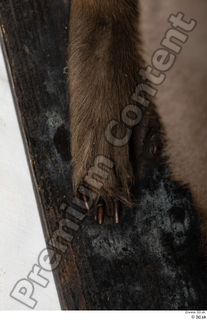 Monkey  2 foot 0004.jpg